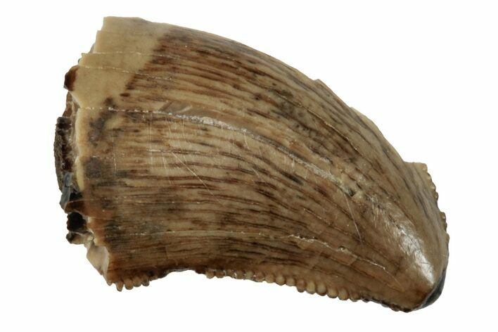 Serrated, Juvenile Tyrannosaur Tooth - Judith River Formation #260309